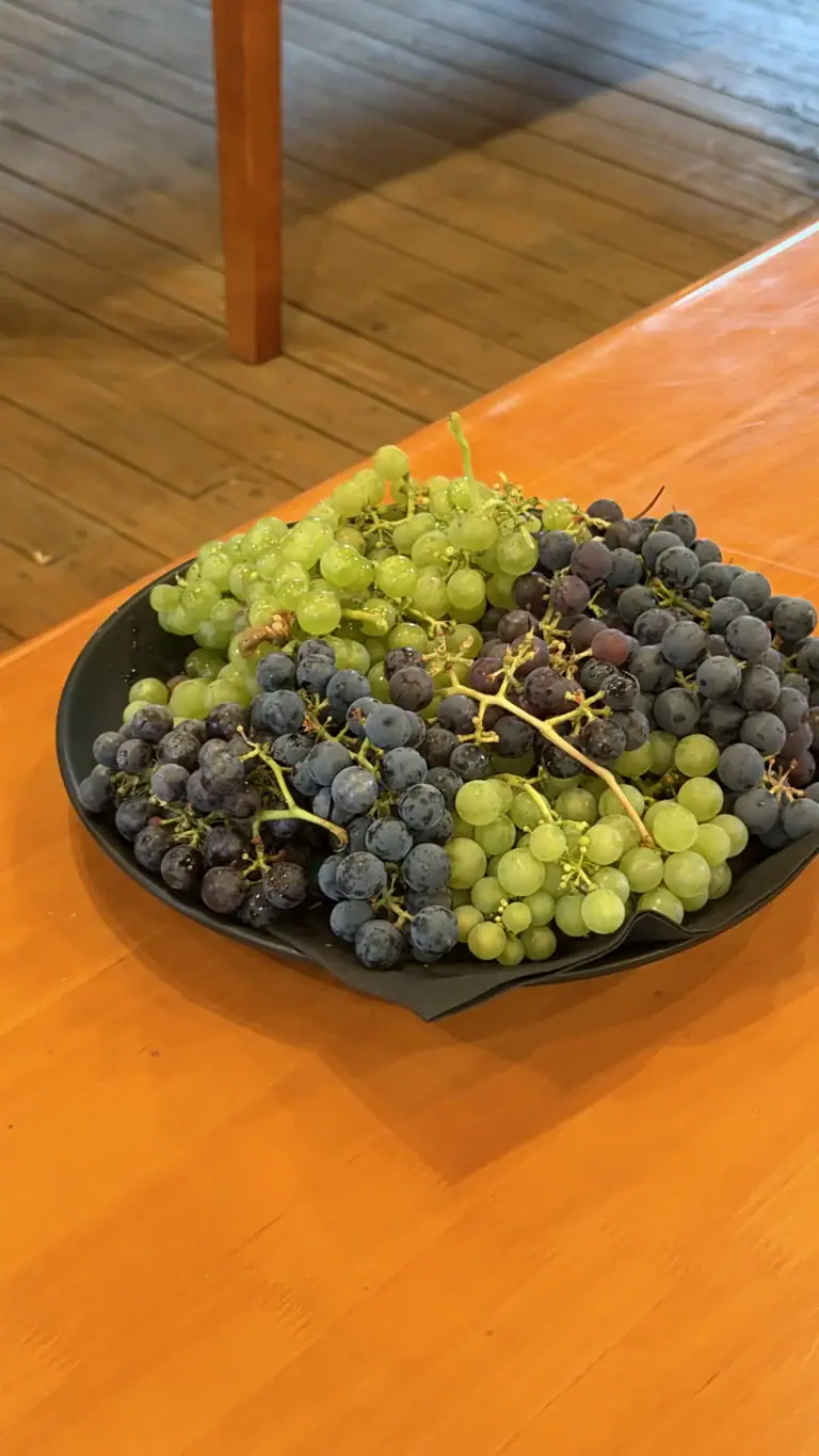Farmigurmee Academy at Võlumäe Farm grapes